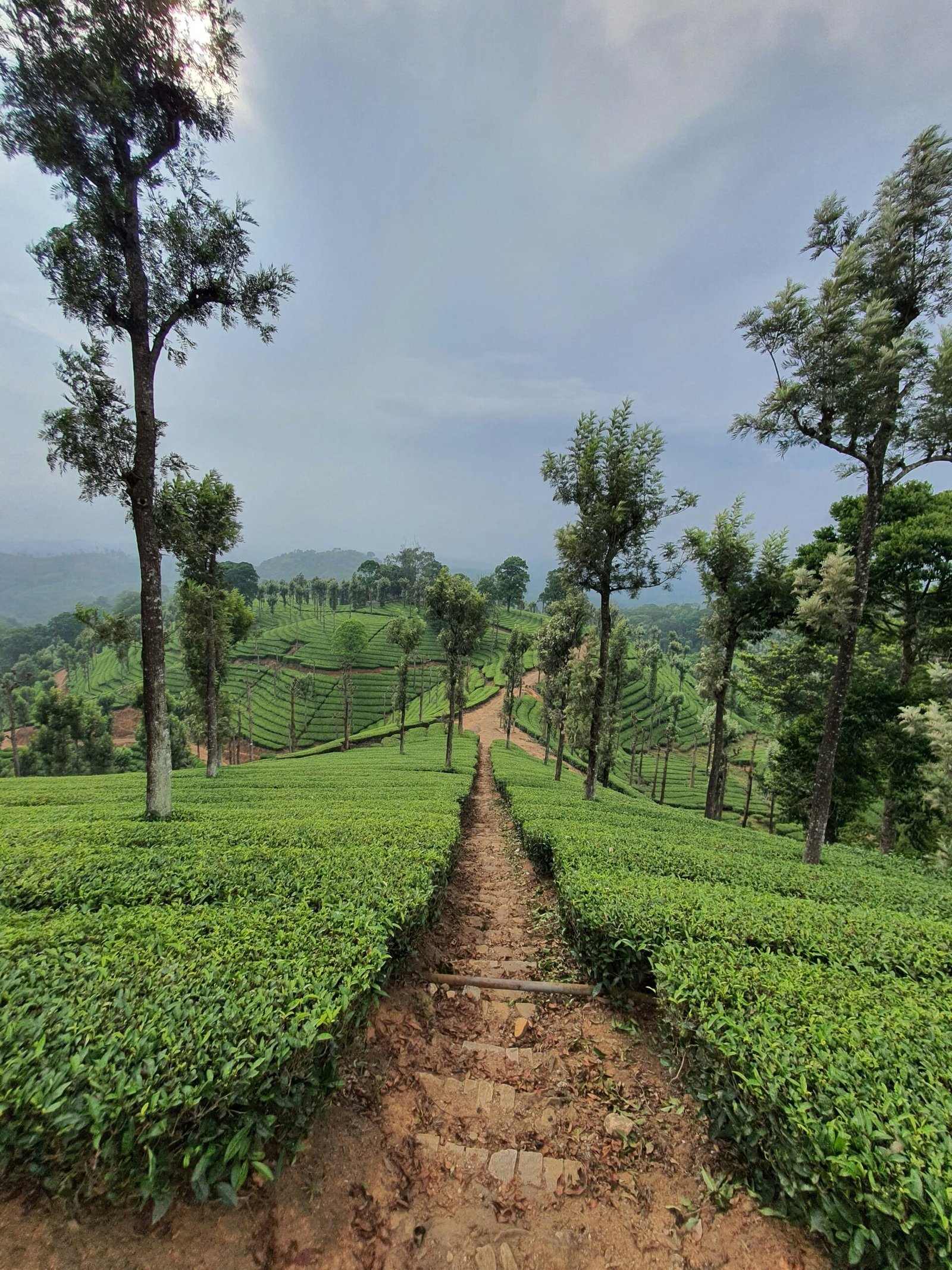 Tea gardens of the Nilgiris
